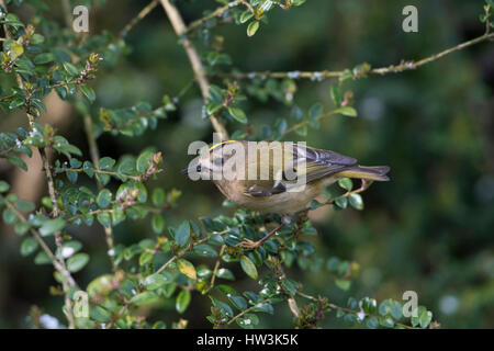 Ein Wintergoldhähnchen (Regulus Regulus) auf der Suche nach Nahrung in Hecke, Hastings, East Sussex, UK Stockfoto