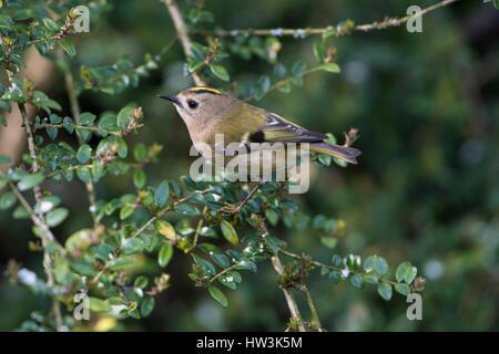 Ein Wintergoldhähnchen (Regulus Regulus) auf der Suche nach Nahrung in Hecke, Hastings, East Sussex, UK Stockfoto