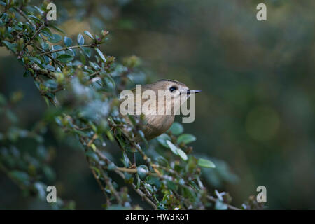 Ein Wintergoldhähnchen (Regulus Regulus) auf der Suche nach Nahrung in Hecke, Hastings, East Sussex, UK Stockfoto