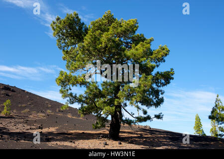 Kanarische Insel-Kiefer (Pinus Canariensis), Lava-Landschaft Montaña Negra in El Tanque, Teneriffa, Kanarische Inseln, Spanien Stockfoto