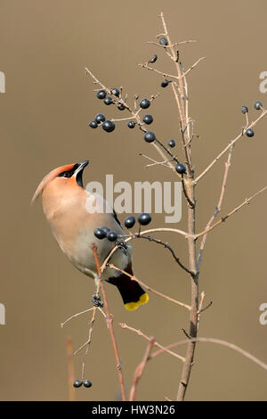 Böhmische Seidenschwanz (Bombycilla Garrulus) sitzen auf wilde Liguster (Ligustrum Vulgare) mit Früchten, Niederrhein Stockfoto