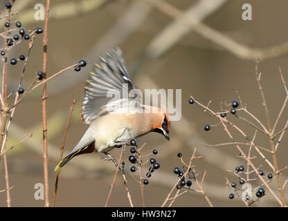 Böhmische Seidenschwanz (Bombycilla Garrulus) sitzen auf wilde Liguster (Ligustrum Vulgare) mit Früchten, Niederrhein Stockfoto