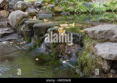 Farn Frühling, Yosemite-Nationalpark, Kalifornien, USA Stockfoto