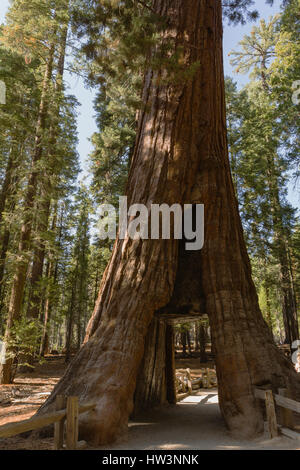 Riesenmammutbaum (Sequoiadendron Giganteum) Tunnel Tree, Yosemite-Nationalpark, CA, USA Stockfoto