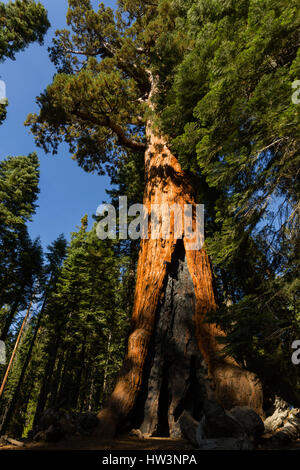 Riesenmammutbaum (Sequoiadendron Giganteum), Mariposa Grove, Yosemite-Nationalpark, CA, USA Stockfoto