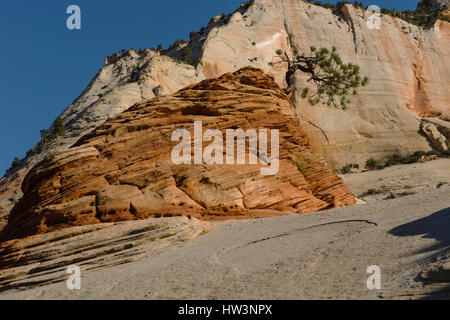 Piñon Pine (Pinus Edulis) wächst auf Felsformation, Zion Nationalpark, UT, USA Stockfoto