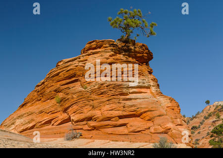 Piñon Pine (Pinus Edulis) wächst auf Felsformation, Zion Nationalpark, UT, USA Stockfoto