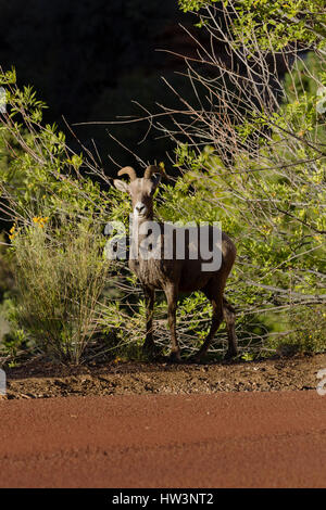 Bighorn Schafe (Ovis Canadensis) Ewe, Zion Nationalpark, UT, USA Stockfoto