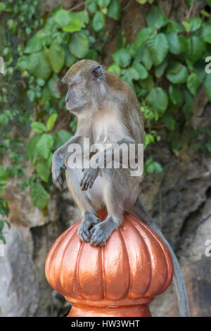 Long-tailed Macaque Batu Caves, Kuala Lumpur, Malaysia Stockfoto