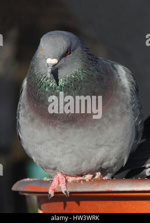 Gemeinsamen blau-graue Tauben in der Stadt. Vogel, lebt neben dem Mann. Einzige Taube sitzt. Stockfoto