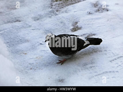 Gemeinsamen blau-graue Tauben in der Stadt. Vogel, lebt neben dem Mann. Einzige Taube sitzt. Stockfoto