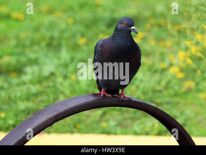 Gemeinsamen blau-graue Tauben in der Stadt. Vogel, lebt neben dem Mann. Einzige Taube sitzt. Stockfoto