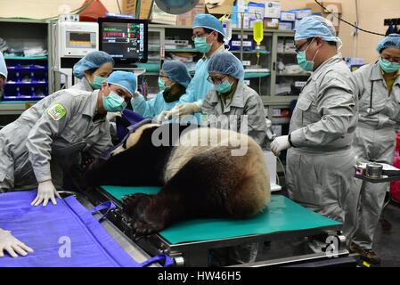 Taipei. 17. März 2017. Tierärzte von Taipei Zoo überprüfen einen Giant Panda vor der künstlichen Befruchtung in Taipei, Taiwan in Südost-China, 17. März 2017. Weibliche Giant Panda Yuan Yuan, wer seine Wärme-Phase eingetreten ist, erhalten künstliche Befruchtung mit männlichen Panda Tuan Tuan Freitag. Bildnachweis: Xinhua/Alamy Live-Nachrichten Stockfoto