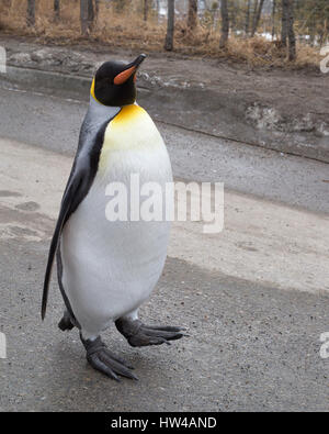 Calgary, Kanada. 17th. März 2017. Das Ende des Winters wird durch das letzte Wochenende der König Pinguin Walkarouts für die Saison im Calgary Zoo markiert. Pinguine, die im Winter an der täglichen Wattpaddel durch den Zoo teilnehmen, werden von Tierpflegern begleitet und erhalten eine Belohnung, wenn sie fertig sind. Rosanne Tackaberry/Alamy Live News Stockfoto