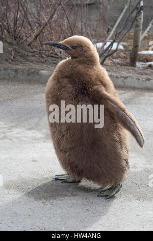 Calgary, Kanada. 17th. März 2017. Das Ende des Winters wird durch das letzte Wochenende der König Pinguin Walkarouts für die Saison im Calgary Zoo markiert. Pinguine, die im Winter an der täglichen Wattpaddel durch den Zoo teilnehmen, werden von Tierpflegern begleitet und erhalten eine Belohnung, wenn sie fertig sind. Edward, das jüngste Königspinguinenküken des Zoos, schlüpfte am 6. August 2016 und ist nach König Edward VII. Benannt Rosanne Tackaberry/Alamy Live News Stockfoto