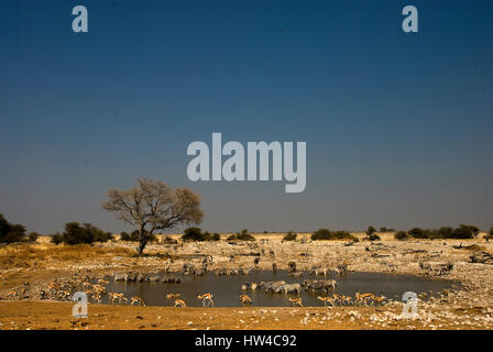 Zebras und Springböcke trinken am Wasserloch von Okaukuejo in der Hitze des Tages, Etosha Nationalpark, Namibia Stockfoto