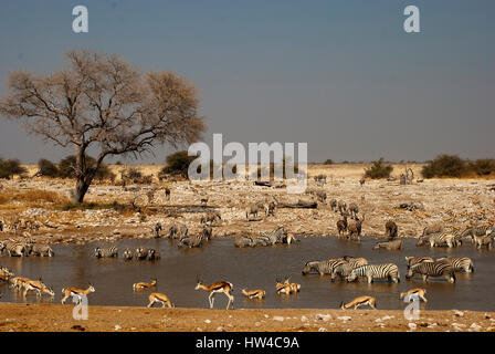 Zebras und Springböcke trinken am Wasserloch von Okaukuejo in der Hitze des Tages, Etosha Nationalpark, Namibia Stockfoto