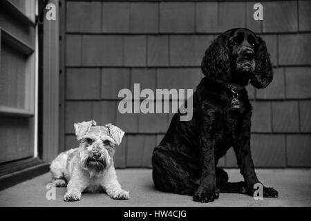 Schwarz / weiß-Hunde Stockfoto