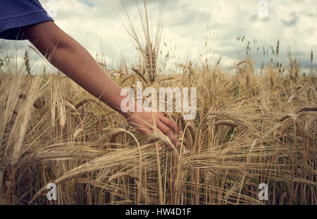 Arm des kaukasischen junge im Weizenfeld Stockfoto