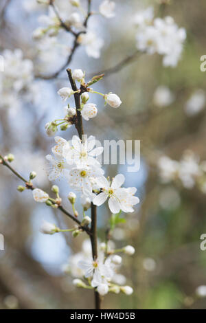 Prunus Americana. Amerikanische Pflaume / wilde Pflaume-Baum Blüte Blüte Anfang März kommen. UK Stockfoto