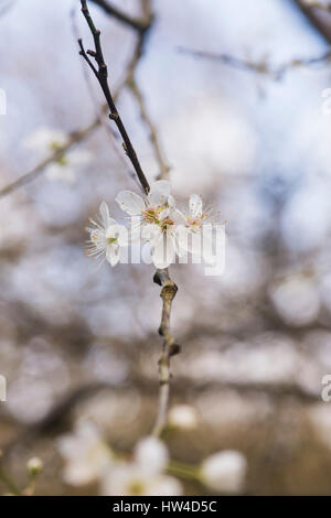 Prunus Americana. Amerikanische Pflaume / wilde Pflaume-Baum Blüte Blüte Anfang März kommen. UK Stockfoto