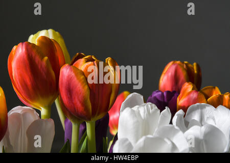 Nahaufnahme eines schönen und farbenfrohen Tulpen-Bouquet Stockfoto