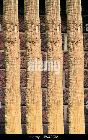 Dicken Baumstamm closeup Stockfoto