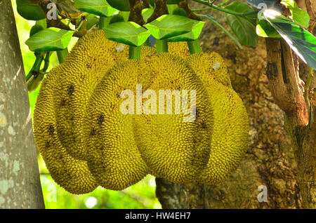 Gelb-Jackfrucht hängen am Baum Stockfoto