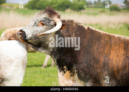 Eine englische Longhorn Stier mit Kühe auf einem Feld am Steart Punkt, Somerset, UK. Stockfoto