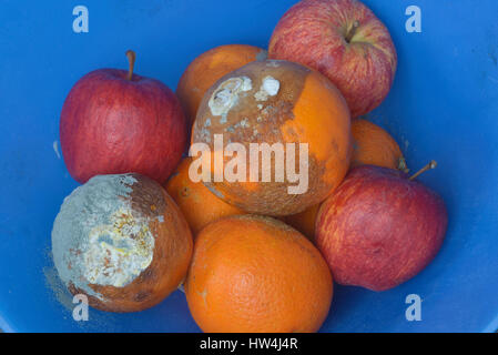 Faule Orangen und Äpfel in einer Obstschale Stockfoto