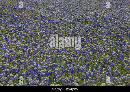 Texas Bluebonnet (Lupinus Texensis) Feld, Willow City Loop Road, TX, USA Stockfoto