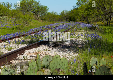 Texas Bluebonnet (Lupinus Texensis) entlang Eisenbahnschienen, Llano County TX, USA Stockfoto