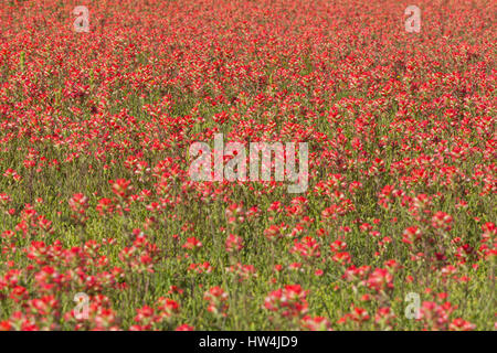 Entireleaf Indian Paintbrush (Castilleja Indivisa) Feld, Llano County TX, USA, Llano County TX, USA Stockfoto