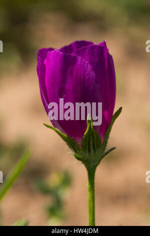 Wein-Cup (Callirhoe involucrate), Llano County TX, USA Stockfoto