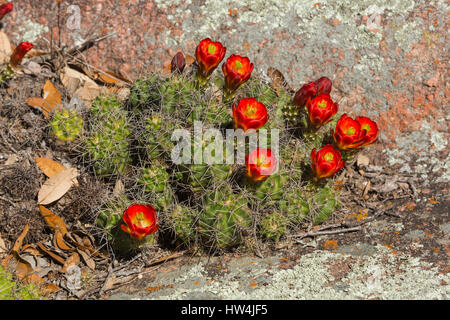 Claret Cup Kaktus (Echinocereus Triglochidiatus), Willow City Loop Road, TX, USA Stockfoto