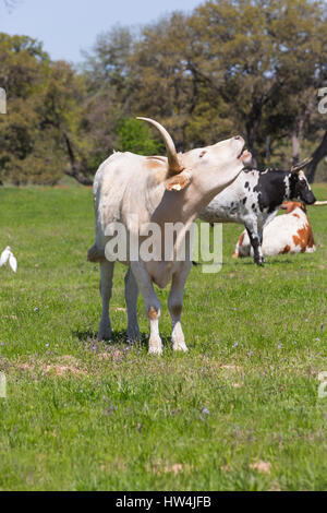 Texas Longhorn (Bos Bos) brüllen, Lyndon B Johnson National Historical Park, TX, USA Stockfoto