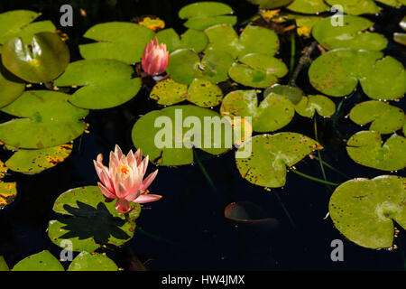 Seerose (Nymphaea Odorata), San Antonio, TX, USA Stockfoto