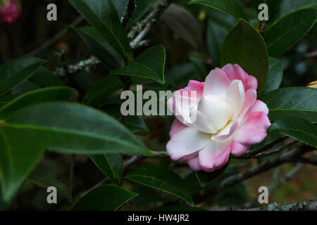 Kamelie (Camellia Sasanqua) im Eden Gardens State Park, FL, USA Stockfoto