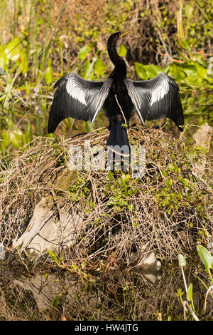 Anhinga (Anhinga Anhinga) trocknen seine Flügel, Wakulla Springs State Park, FL, USA Stockfoto