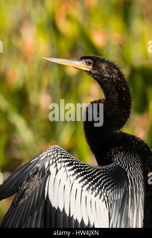 Anhinga (Anhinga Anhinga) Porträt, Wakulla Springs State Park, FL, USA Stockfoto