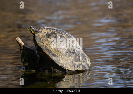 Suwannee Cooter (Pseudemys Concinna Suwanniensis) ruht auf einem Baumstumpf, Wakulla Springs State Park, FL, USA Stockfoto