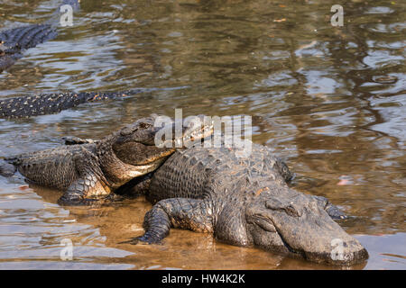 Amerikanischer Alligator (Alligator Mississippiensis) ruht auf einem anderen, St Augustine, FL, USA Stockfoto