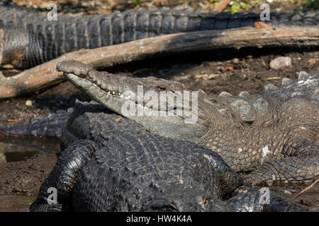 Amerikanisches Krokodil (Crocodylus Acutus) ruht auf einem Alligator, St Augustine, FL, USA Stockfoto