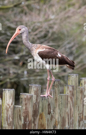 Weißer Ibis (Eudocimus Albus) juvenile thront auf einem Zaun, St Augustine, FL, USA Stockfoto