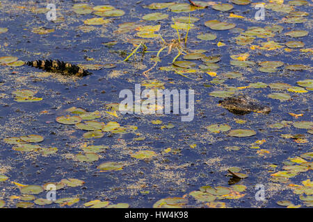 American alligator (Alligator mississippiensis) Kinder in Wasser, St Marks National Wildlife Refuge, Fl, USA Stockfoto