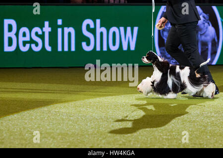 Crufts Best in Show Winner Afterglow Miami Ink, eine American Cocker Spaniel. © Jon Freeman/Alamy Live-Nachrichten Stockfoto