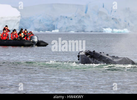 Humpback Whale Tail mit Schiff, Boot, zeigt auf den Tauchgang, antarktische Halbinsel Stockfoto