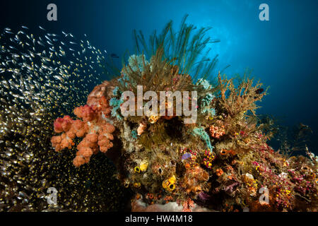 Bunte Korallenriff, Raja Ampat, West-Papua, Indonesien Stockfoto