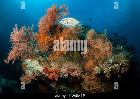 Bunte Korallenriff, Raja Ampat, West-Papua, Indonesien Stockfoto