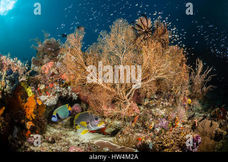 Bunte Korallenriff, Raja Ampat, West-Papua, Indonesien Stockfoto